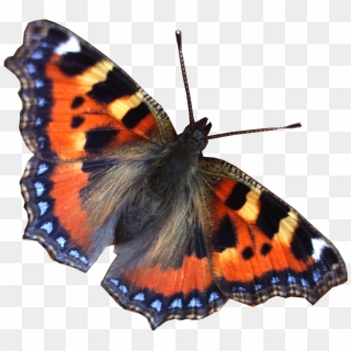 Real Butterfly Moth Png - Free World Clipart