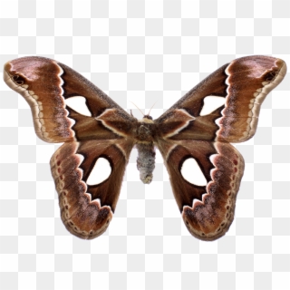 Transparent Clipart - Png Download