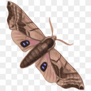 Big Image - Moth Clipart - Png Download