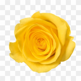 Download 35 Yellow Rose Flower Png Transparent Images - Transparent Background Yellow Rose Png Clipart