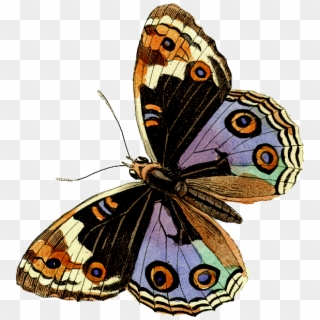 Бабочки Клипарт Старинные Butterflies 9 - Lepidoptera Clipart