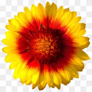 Sun Flower, Isolated Flower, Sun, Flower, Fresh, Yellow - Yellow Flower Png Transparent Background Clipart