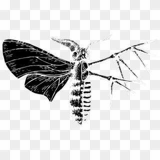 Cover - - Net-winged Insects Clipart