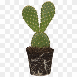 Bunny Ears Cactus - Prickly Pear Clipart