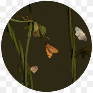 Pieridae Clipart