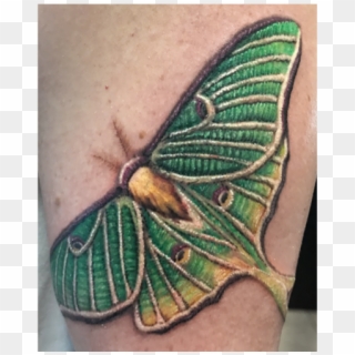 Rebeka Maine Tattoo Artist Lunar Moth Clipart