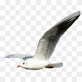 Seagull Transparent Png Clipart