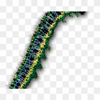 Transparent Background Caterpillar Png Clipart
