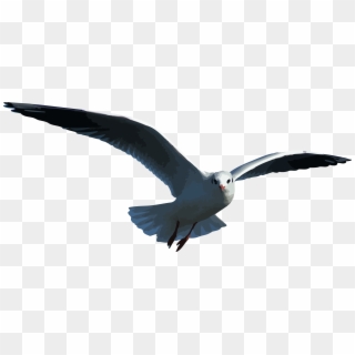 Big Image - Flying Clipart Seagull - Png Download