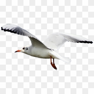 Sea Gull Png - Transparent Seagull Png Clipart