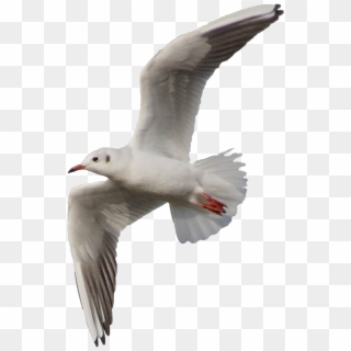 Seagulls Png Clipart