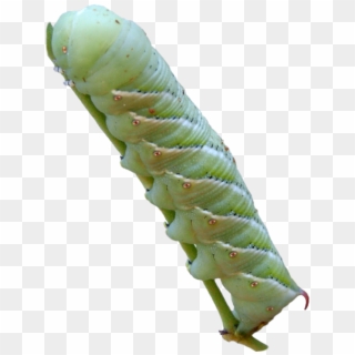 Caterpillar Tobacco Hornworm Png , Png Download Clipart