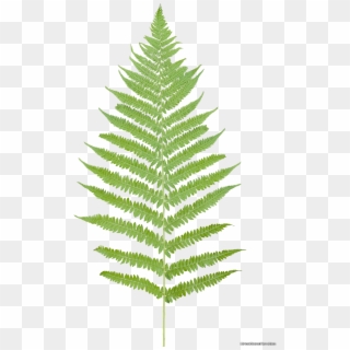 Tropical Ferns Png - Fern Leaf No Background Clipart