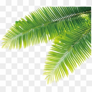 Tropical Tropics Plant Computer File Free Hq Image - Tropical Plants Plants Png Clipart