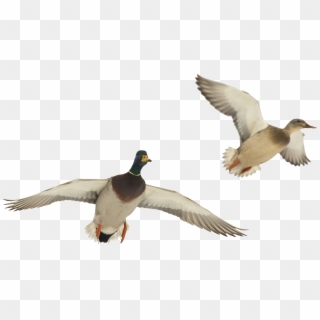 Flying Seagull Clipart Download - Ducks In Flight Png Transparent Png