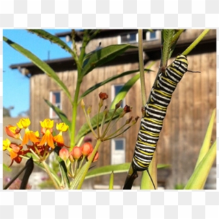 Caterpillar - Heliconia Clipart