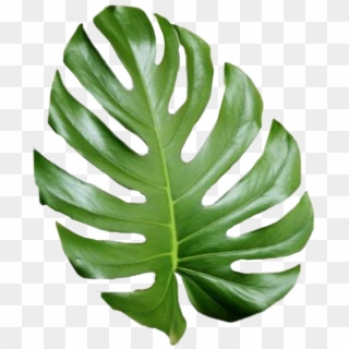 Tropical Leaf Palmtree Palmleaf Aesthetic Tumblr Cute - Aesthetic Palm Leaves Png Clipart