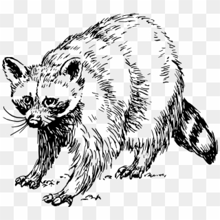 Rocket Raccoon Clipart Black And White - Free Black And White Racoon Clip Art - Png Download