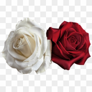 Free Png Transparent White And Red Roses Png Images - Red And White Rose Png Clipart