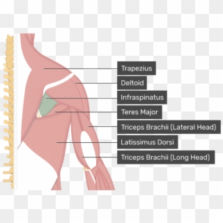Image Showing Superficial Muscles Of The Back And Posterior - Teres Minor Clipart