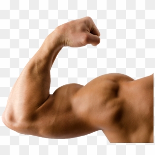 Muscle - Triceps And Biceps Png Clipart