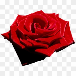 Velvet Red Rose, Png File, Attention Only The Maximum - Red And White Headers Clipart