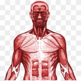 New Specification Gcse Pe Muscular System Powerpoint - Different Types Of Body Parts Clipart