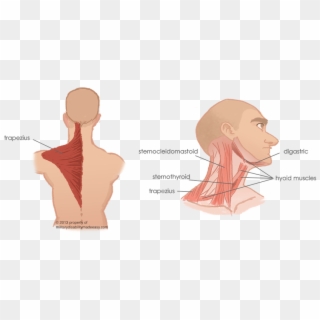 Torso Muscles 7 - Sternomastoid Trapezius And Paravertebral Muscles Clipart