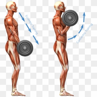 Graphic Representation Of The Human Muscular System - Muscular System Weight Lifting Clipart