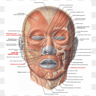 Muscles Of Facial Expression Note - Facial Muscles Clipart