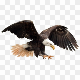 Bald Eagle Adler Raptor 337995 - Aguila Hd Png Clipart