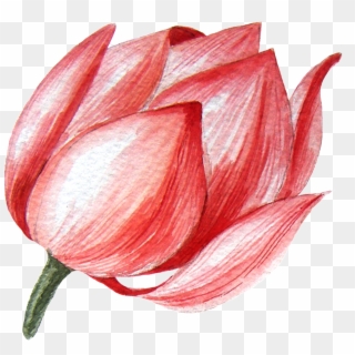 Lotus Flower Transparent Png This Graphics Clipart