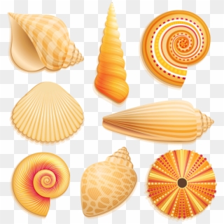 Seashells Clipart Underwater - Snail Sea Shell Clipart - Png Download