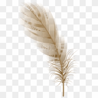 Download Feather Brown Png Clipart Png Photo - Illustration Transparent Png
