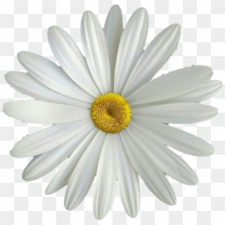 #flor #flores #flower #flowers #margarita #amarillo - Margarita Flor Png Clipart