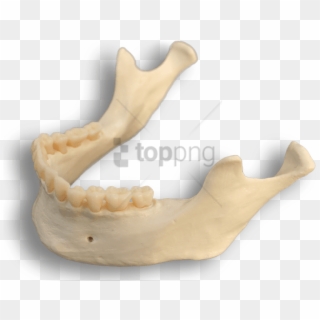 Free Png Download Mandible Bone Png Images Background - Smile Clipart