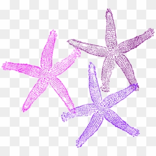 Small - Starfish Clipart No Background - Png Download