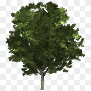 Tree To The Early Irish - Oak Clipart