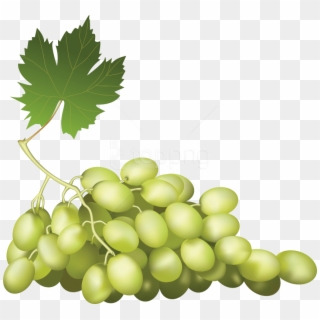 Free Png Download Grapes Png Images Background Png - Wine Grapes Png Clipart