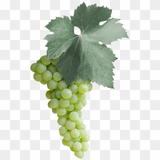 Among The 18 Malvasia Varieties In The Italian National - Malvasia Bianca Di Puglia Clipart