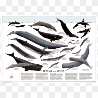 Humpback Whale Png - Whale Of The World Clipart