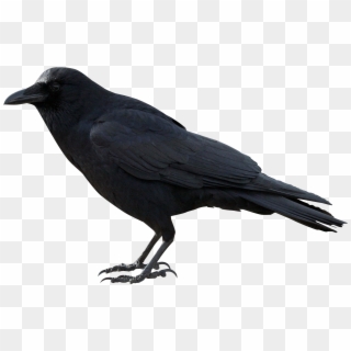 Crow Png Hd - Crow Png Clipart
