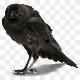 Free Png Download Crow Png Images Background Png Images - Ворон Пнг Clipart