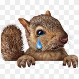 Squirrels Clipart Cute - Png Download