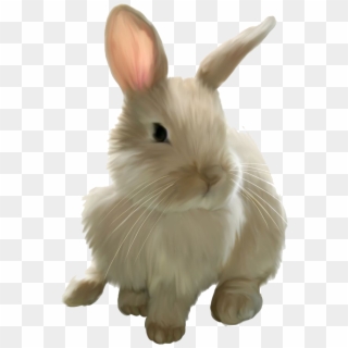 Easter Rabbit Png Image - Transparent Background Rabbit Png Clipart