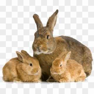 Rabbit Bunny Transparent Images - Rabbit An Sexual Or Asexual Clipart