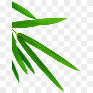 640 X 640 9 - Transparent Bamboo Leaf Png Clipart