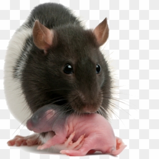 Infant Rats Clipart