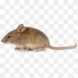 2295 X 1485 26 - Mice Png Clipart