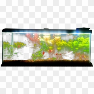 Planted Aquarium - Fish Tank Transparent Background Clipart